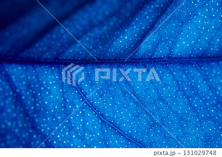 A leaf with blue spots is shown in the image 131029748