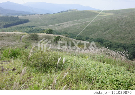 夏の終わり、青空の下でススキが風に揺れる霧ヶ峰高原。澄んだ空気と広がる草原が、秋の気配を感じさせます 夏の終わり、青空の下でススキが風に揺れる霧ヶ峰高原。澄んだ空気と広がる草原が、秋の気配を感じさせます 131029870