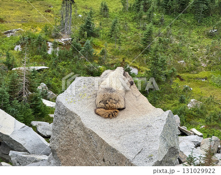 岩の上で日光浴をする白髪マーモット、マウントレーニア国立公園、8月下旬撮影 131029922