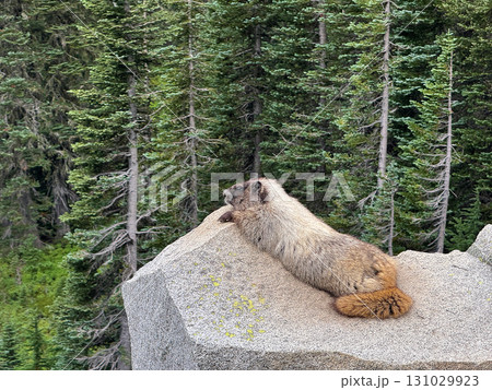 岩の上で日光浴をする白髪マーモット、マウントレーニア国立公園、8月下旬撮影 131029923