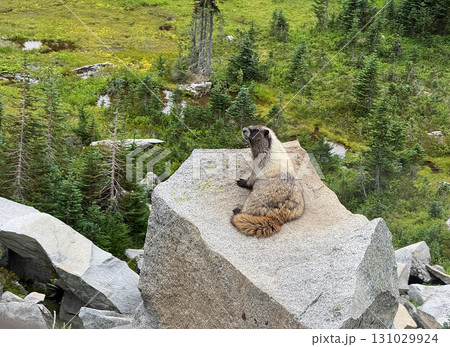 レーニア山国立公園の白髪マーモット、8月下旬撮影 131029924