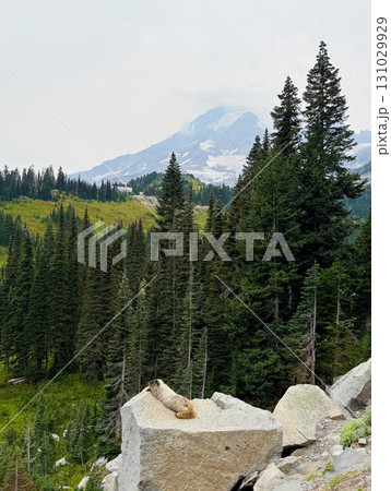 岩の上の白髪マーモットとレーニア山、マウントレーニア国立公園、8月下旬撮影 131029929