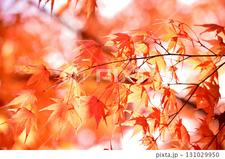 秋の風物詩 紅葉 秋の風物詩 紅葉 131029950