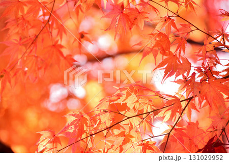 秋の風物詩　紅葉 131029952