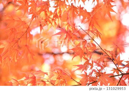 秋の風物詩 紅葉 秋の風物詩 紅葉 131029953