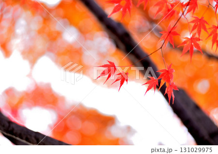 秋の風物詩　紅葉 131029975