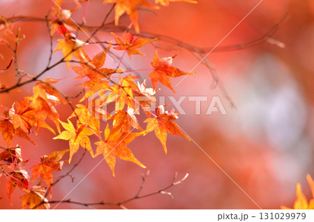 秋の風物詩　紅葉 131029979