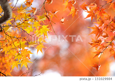 秋の風物詩 紅葉 秋の風物詩 紅葉 131029984