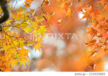 秋の風物詩　紅葉 131029985