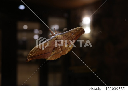 夜、リゾートホテルの灯りに誘われて現れた大型の蛾・ヤママユ。その羽は淡い緑色に輝き、幻想的な夜の森を 131030785