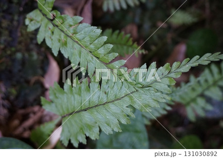 伊尾木洞(シダ)/高知県安芸市の自然観光名所 伊尾木洞(シダ)/高知県安芸市の自然観光名所 131030892