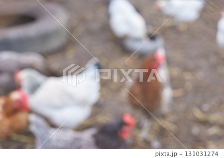 Blurred image of chickens in farmyard setting with light and dark feathers 131031274