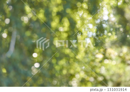 Defocused background with green bokeh and sunlight filtering through lush 131031914