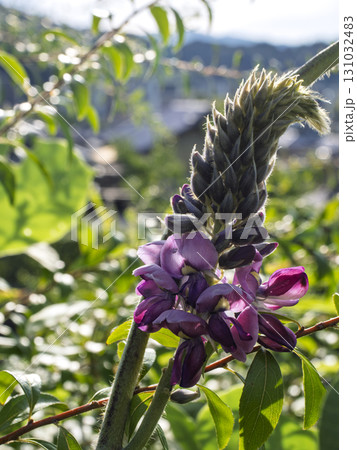 里山に咲く葛の花 131032483