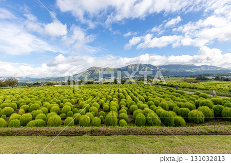 南阿蘇村の風景　あそ望の郷くぎのからの阿蘇連山とコキアの絶景 131032813