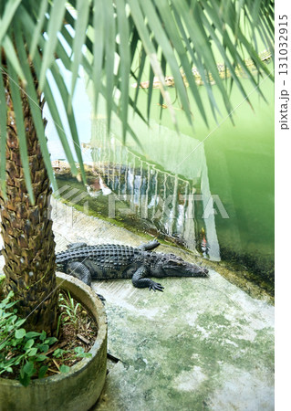 Alligator sunbathing by a tropical palm tree and calm green water in a natural Alligator sunbathing by a tropical palm tree and calm green water in a natural 131032915