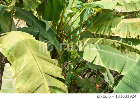 Lush green banana plants with cluster of unripe bananas in tropical garden 131032924