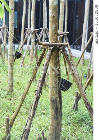 Rubber tree plantation with tapping cups in lush green field 131032939