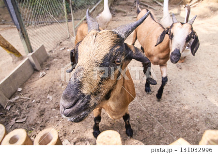 Close-up of curious goats with brown coats and black markings in outdoor 131032996