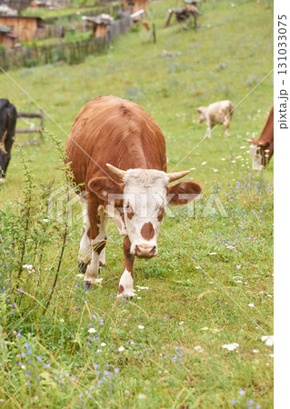 Brown and white cow grazing in green pasture with wildflowers on a sunny day 131033075