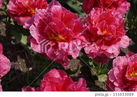 ダブルプライス／チューリップ 131033089