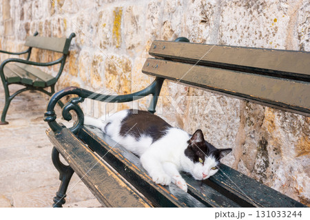 ヨーロッパ、クロアチアのドゥブロヴニクのベンチで寝る猫 131033244