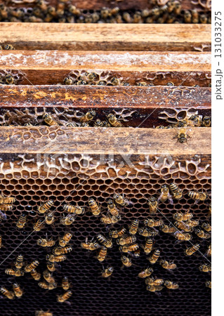 Close-up view of bees on honeycomb frames in a beehive, showcasing intricate 131033275