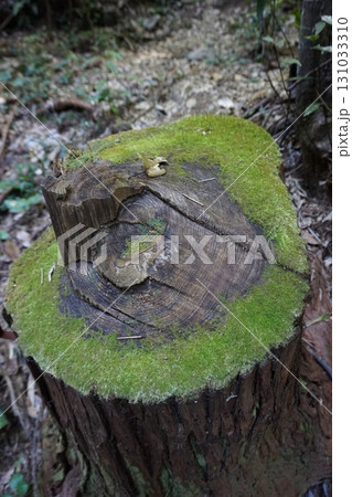 伊尾木洞/高知県安芸市の自然観光名所 伊尾木洞/高知県安芸市の自然観光名所 131033310