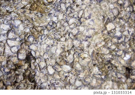 Rough barnacle-covered rock surface with textured shell patterns and natural 131033314