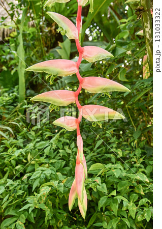 Vibrant red and green heliconia flower in tropical rainforest setting with lush Vibrant red and green heliconia flower in tropical rainforest setting with lush 131033322
