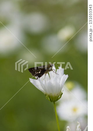 コチャバネセセリが白いコスモスの花の蜜を吸っています。学名はThoressa variaです。 コチャバネセセリが白いコスモスの花の蜜を吸っています。学名はThoressa variaです。 131033343