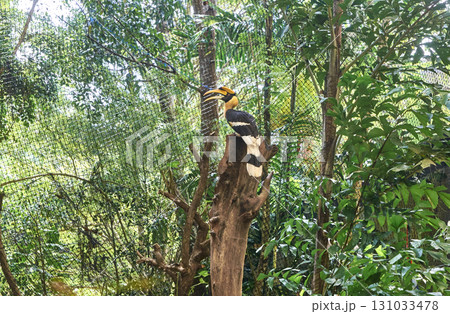 Great hornbill perched on tree branch in lush green tropical forest habitat 131033478