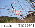 花桃（ハナモモ） 131033601