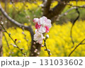 花桃（ハナモモ）と菜の花 131033602