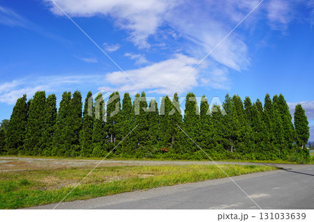 北竜ひまわりの里の隅っこの方にあるニオイヒバの並木 131033639