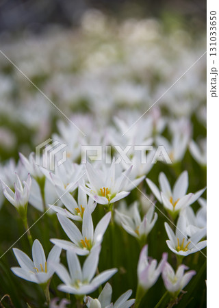 公園にタマスダレの白い花が咲いています。学名はZephyranthes candidaです。 公園にタマスダレの白い花が咲いています。学名はZephyranthes candidaです。 131033650
