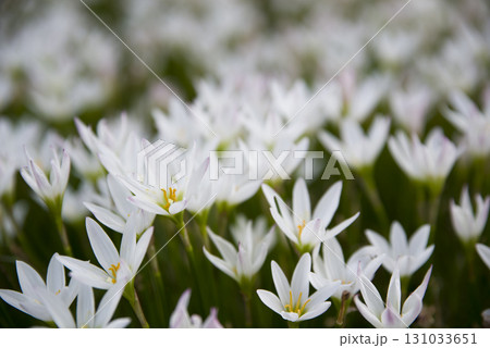 公園にタマスダレの白い花が咲いています。学名はZephyranthes candidaです。 131033651