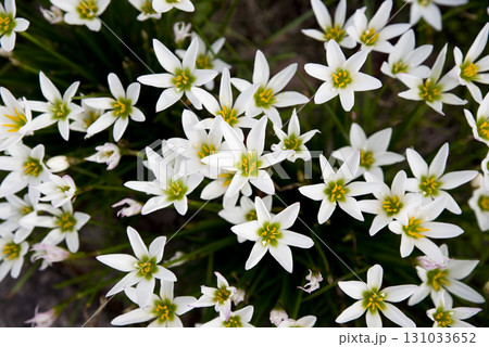 公園にタマスダレの白い花が咲いています。学名はZephyranthes candidaです。 131033652