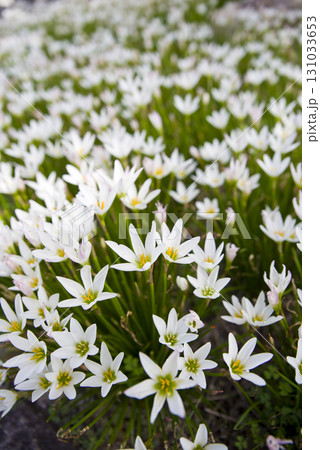 公園にタマスダレの白い花が咲いています。学名はZephyranthes candidaです。 131033653