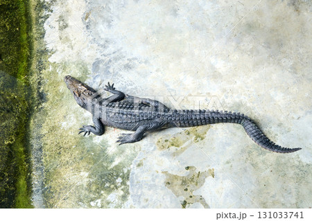 Juvenile crocodile on concrete surface with green moss in sunlit habitat Juvenile crocodile on concrete surface with green moss in sunlit habitat 131033741
