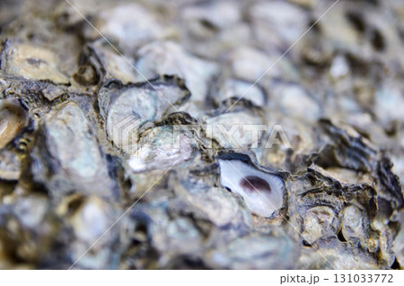 Close-up of oyster shells displaying rough texture and natural patterns Close-up of oyster shells displaying rough texture and natural patterns 131033772