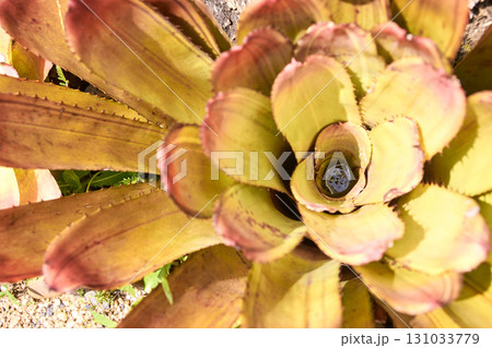 Close-up of green and brown bromeliad plant with intricate leaf patterns Close-up of green and brown bromeliad plant with intricate leaf patterns 131033779