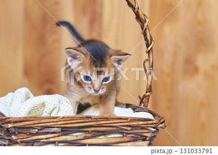 Adorable abyssinian kitten exploring wicker basket with cozy blanket in warm 131033791