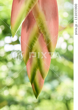 Close-up of vibrant pink and green bromeliad leaves in a lush garden setting 131033900