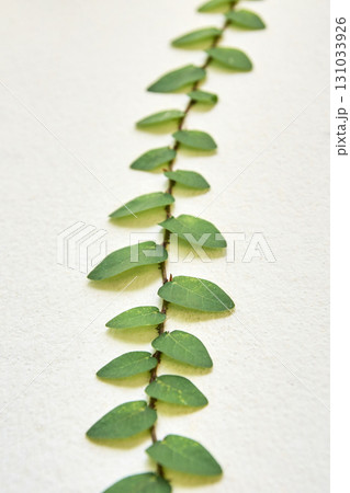 Vertical vine on white wall with green leaves in minimalist nature-inspired Vertical vine on white wall with green leaves in minimalist nature-inspired 131033926