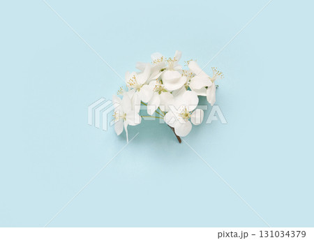 White jasmine flowers on blue background minimalistic aesthetic with delicate White jasmine flowers on blue background minimalistic aesthetic with delicate 131034379