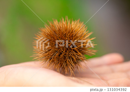 Edible chestnuts on young chestnut tree on plantation, with shell in hand Edible chestnuts on young chestnut tree on plantation, with shell in hand 131034392