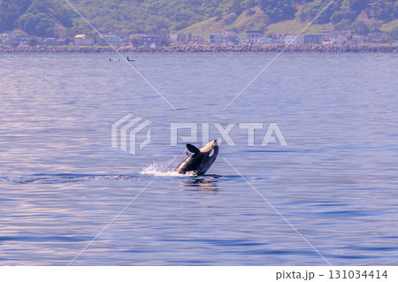 夏の知床海域を舞うシャチのブリーチング 131034414