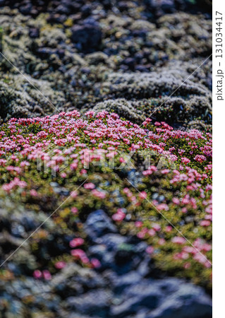岩場を彩る小さな高山植物 131034417