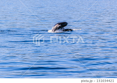 羅臼の海で出会う野生のシャチ 131034421